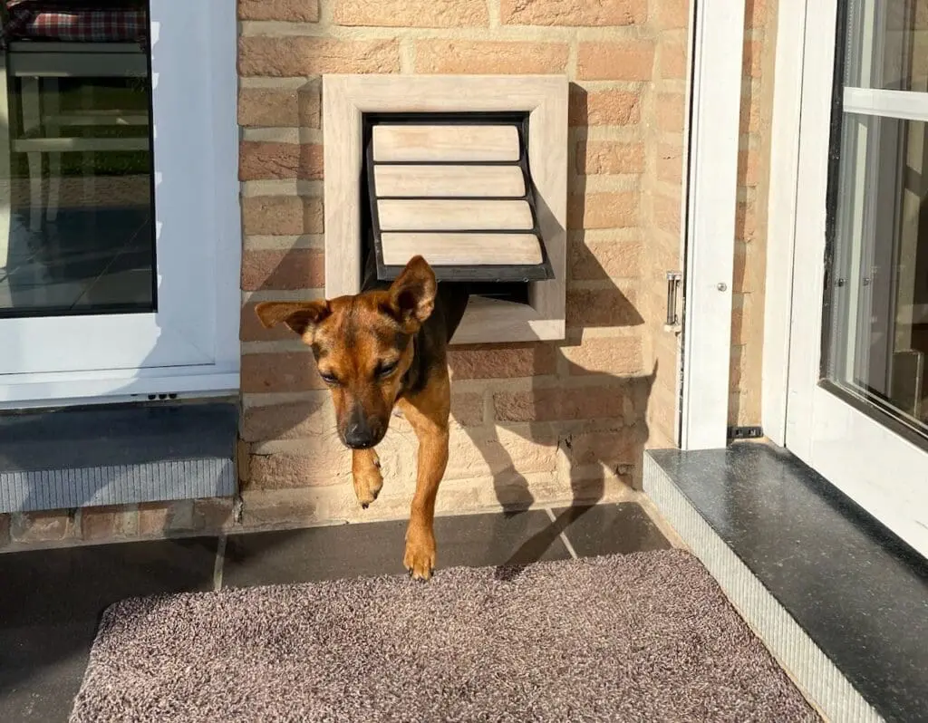 Hond springt door een mooi houten Tomsgates hondenluik in de muur geïnstalleerd tochtvrij veilig en stil