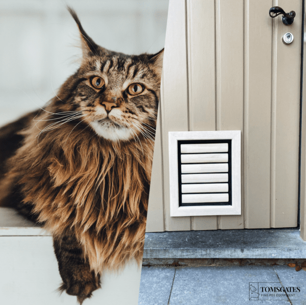 Kattenluik voor Maine Coon kat geïnstalleerd in een deur - Tomsgates