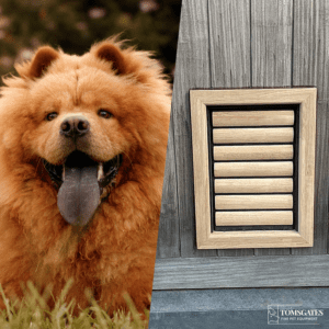 Wooden dog flap for Chowhow installed in a door - Tomsgates