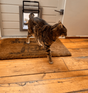 Un chat tigré entre la maison par une chatière en bois dessinée par Tomsgates installée dans une porte de jardin avec un sol antique huilé et un épais paillasson en fibre de coco.