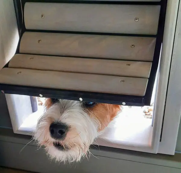 Le chien regarde à travers le rabat flexible d'une chatière en bois de Tomsgates.